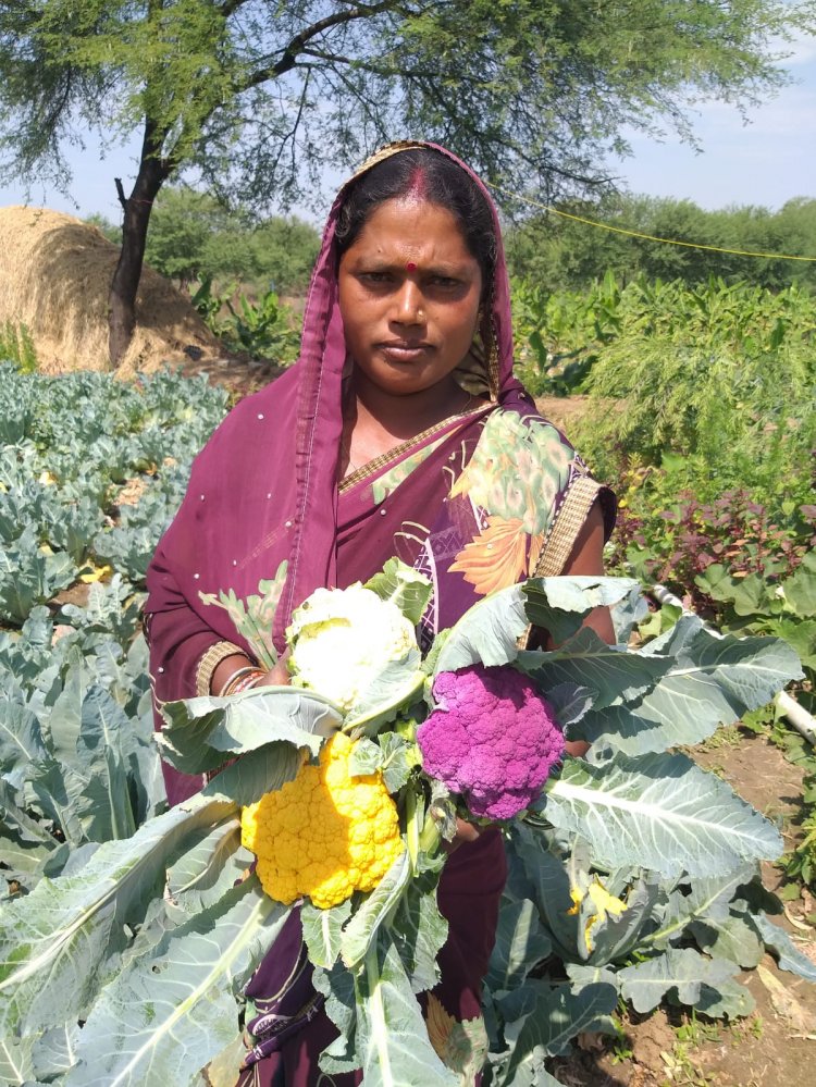 छत्तीसगढ़ में रंग-बिरंगी फूलगोभी उगाने लगे हैं किसान