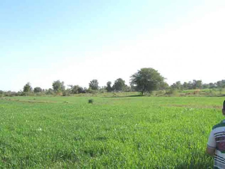 छत्तीसगढ़ में गेहूं की खेती का तेजी से बढ़ता ग्राफ